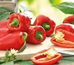 Balkonpaprika