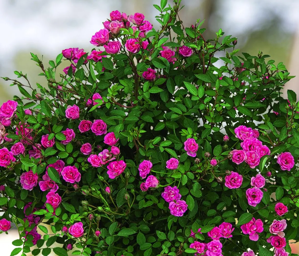 Balkonrose 'Lilly Rose®'
