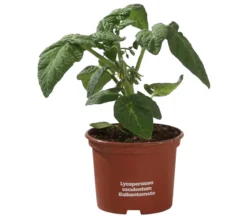 Balkontomate