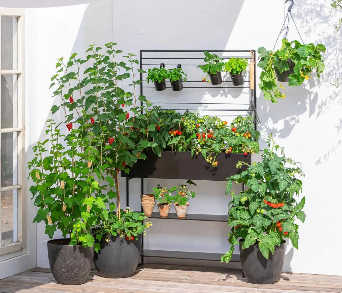 Balkontomate