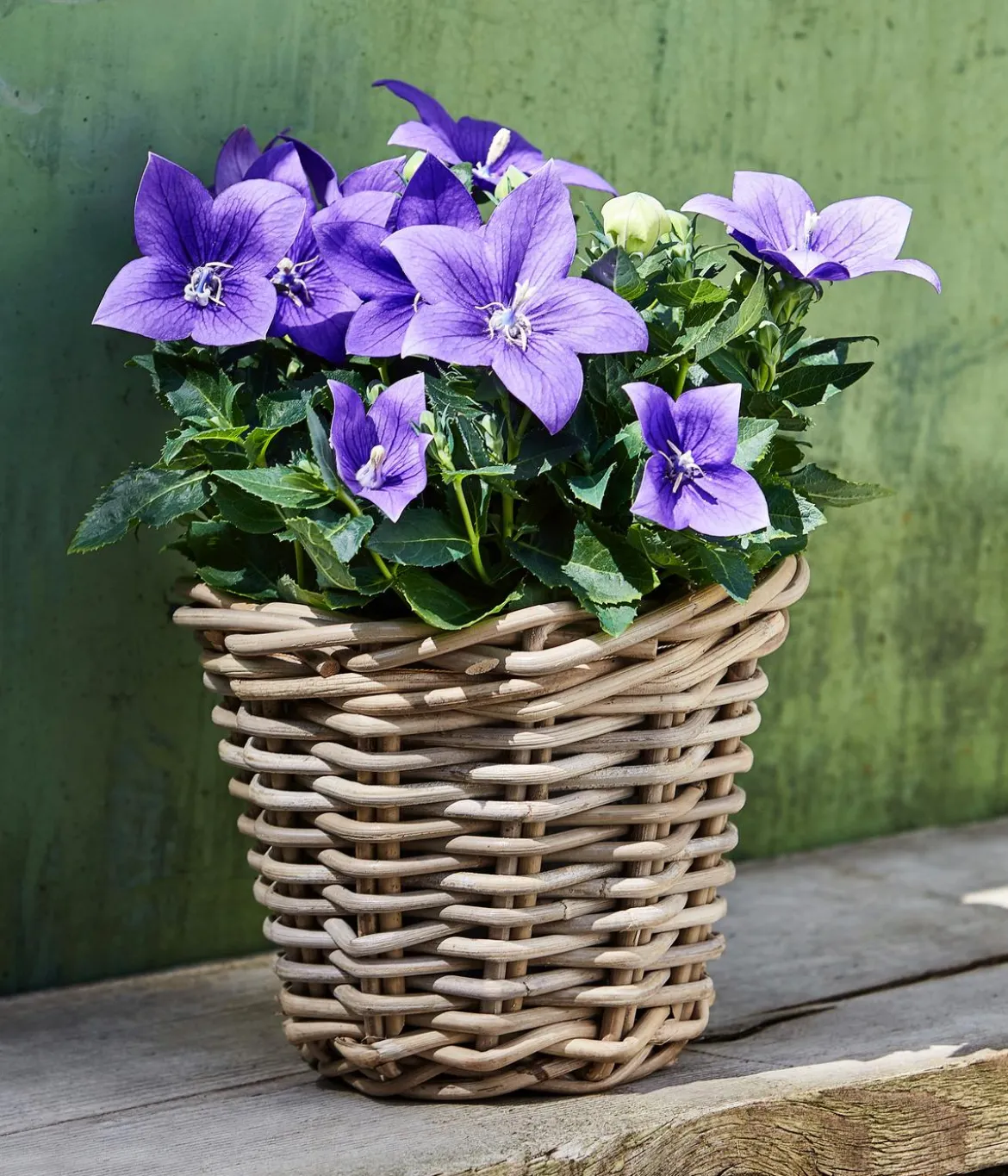Ballonblume