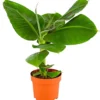 Banane