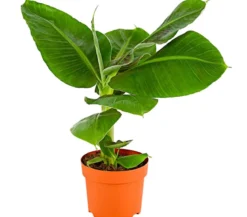 Banane