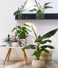 Banane 'Dwarf Cavendish'