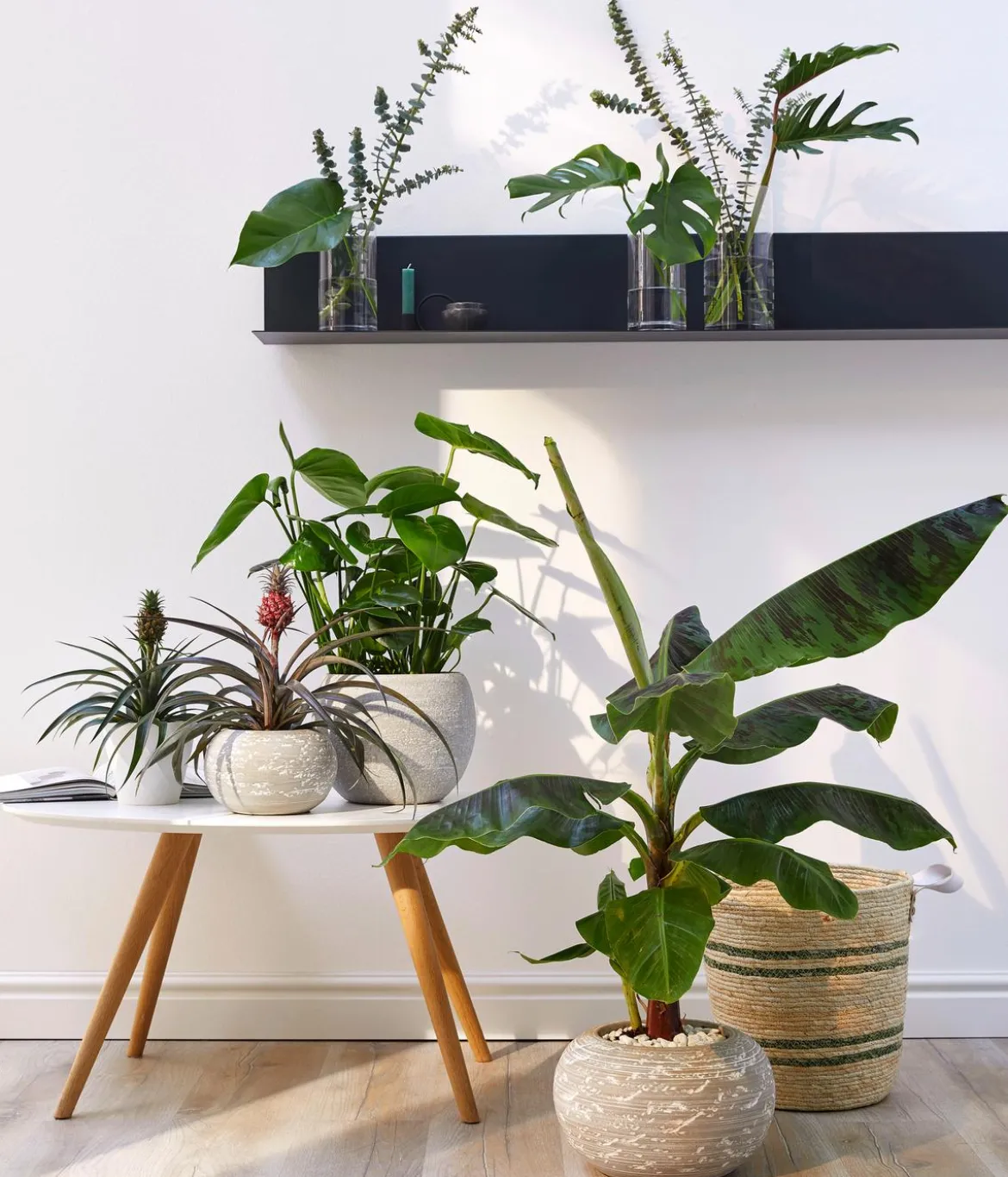 Banane 'Dwarf Cavendish'