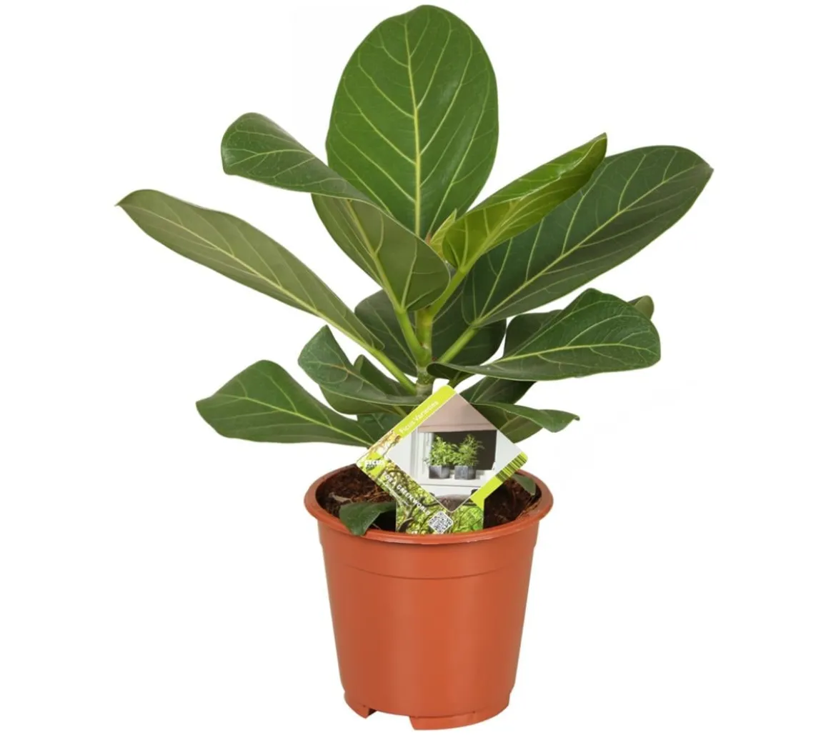Banyanbaum - Ficus benghalensis 'Audrey'