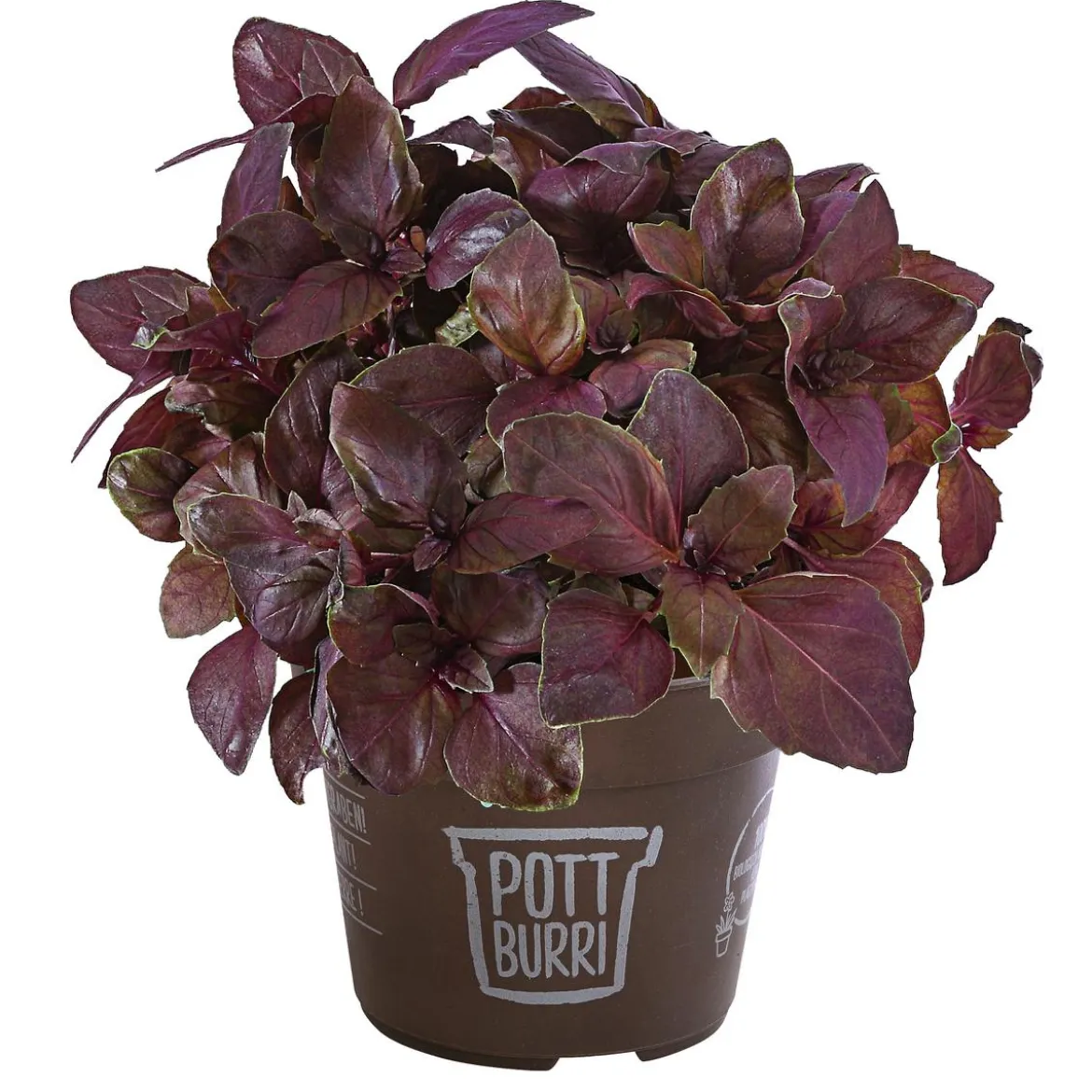 Basilikum 'Red Green' im Pottburri®-Topf