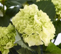 Bauern-Hortensie, ca. 40-50 cm