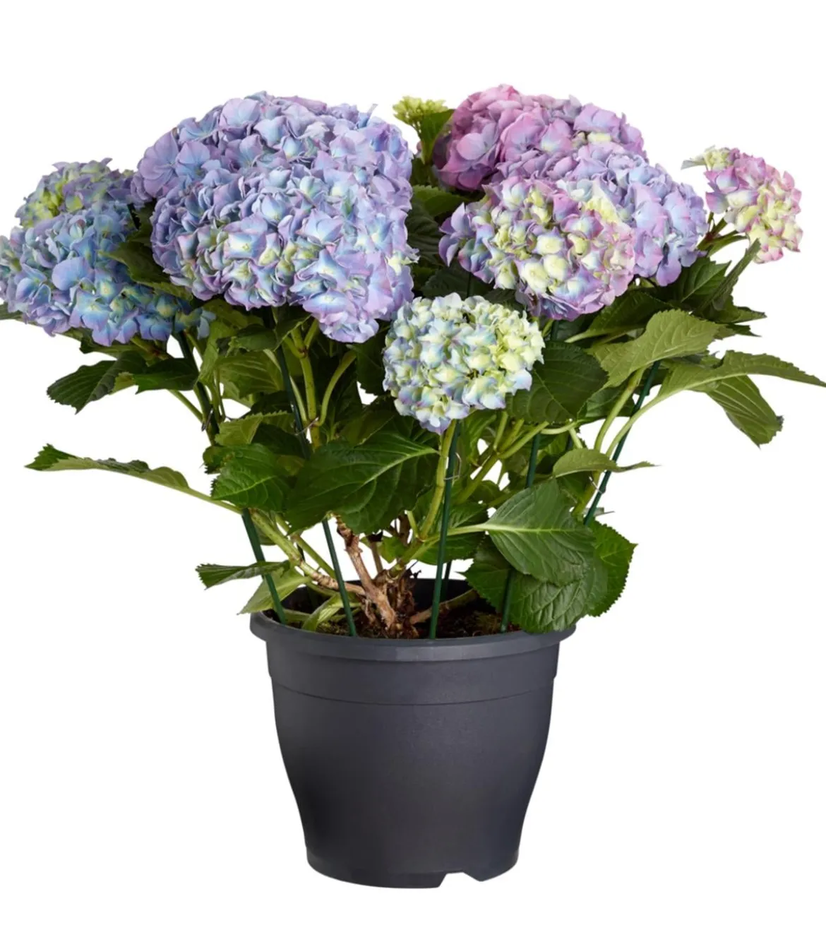 Bauern-Hortensie, ca. 40-50 cm