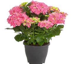 Bauern-Hortensie, ca. 40-50 cm