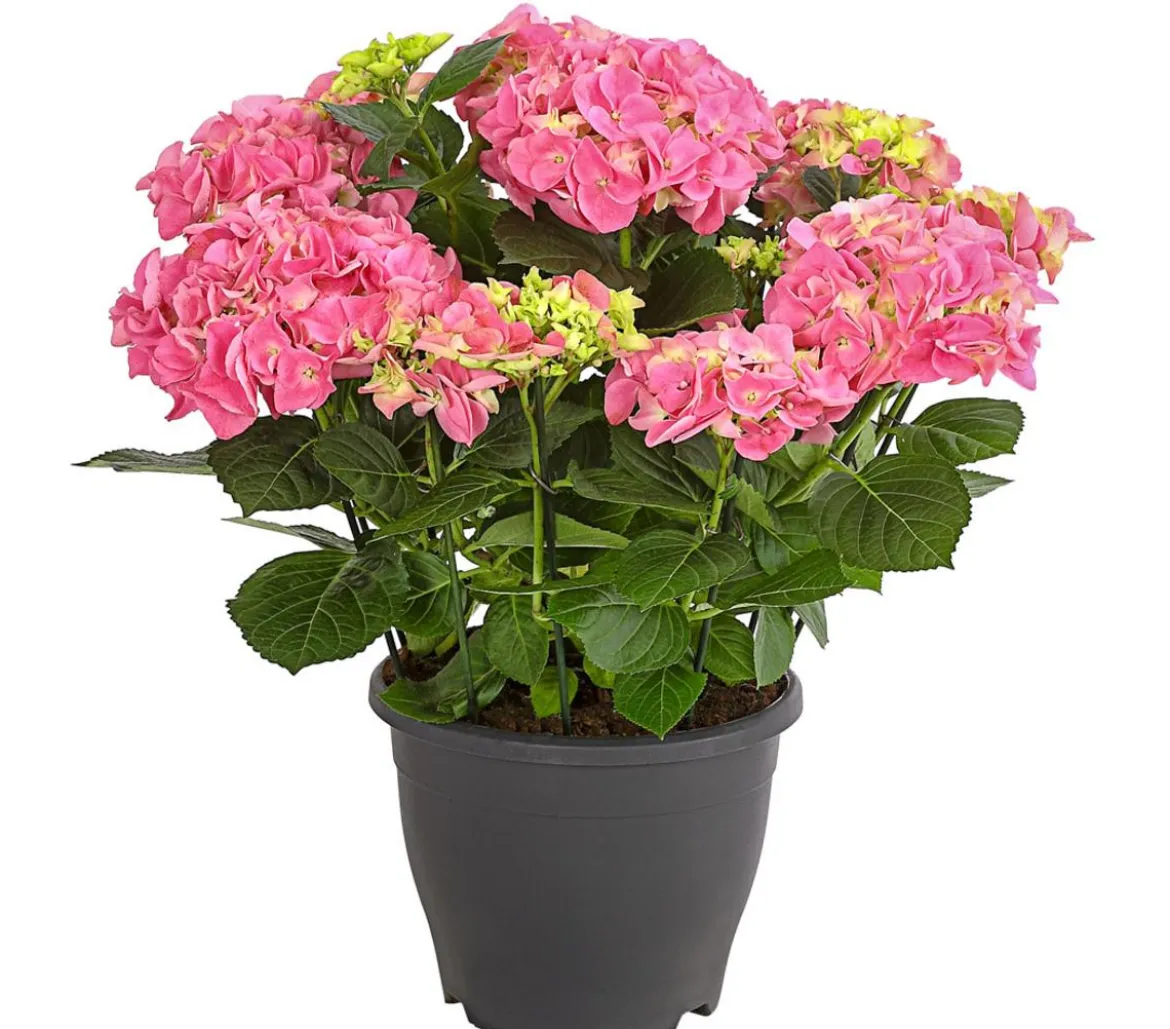 Bauern-Hortensie, ca. 40-50 cm