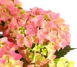 Bauern-Hortensie, ca. 40-50 cm