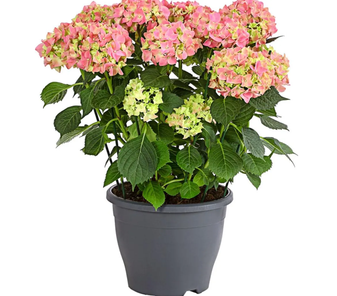 Bauern-Hortensie, ca. 40-50 cm