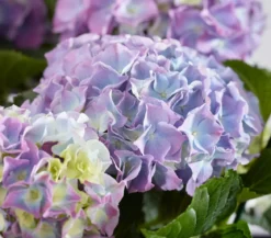 Bauern-Hortensie, ca. 40-50 cm