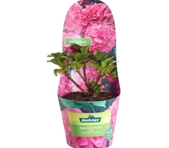 Bauern-Hortensie, ca. 15-25 cm