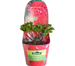 Bauern-Hortensie, ca. 15-25 cm