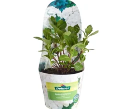 Bauern-Hortensie, ca. 15-25 cm
