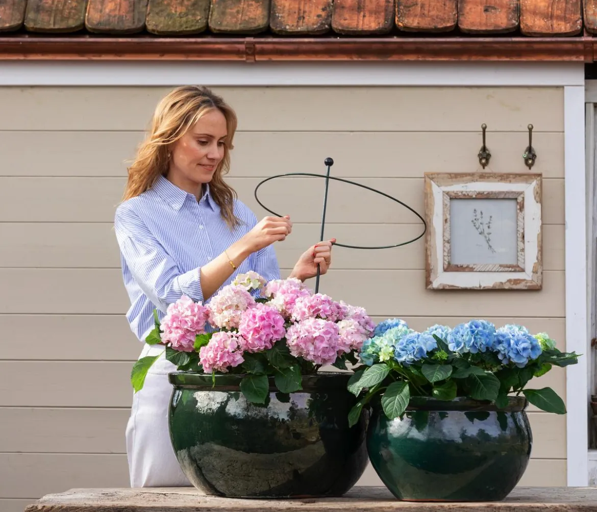 Bauern-Hortensie, ca. 30-40 cm