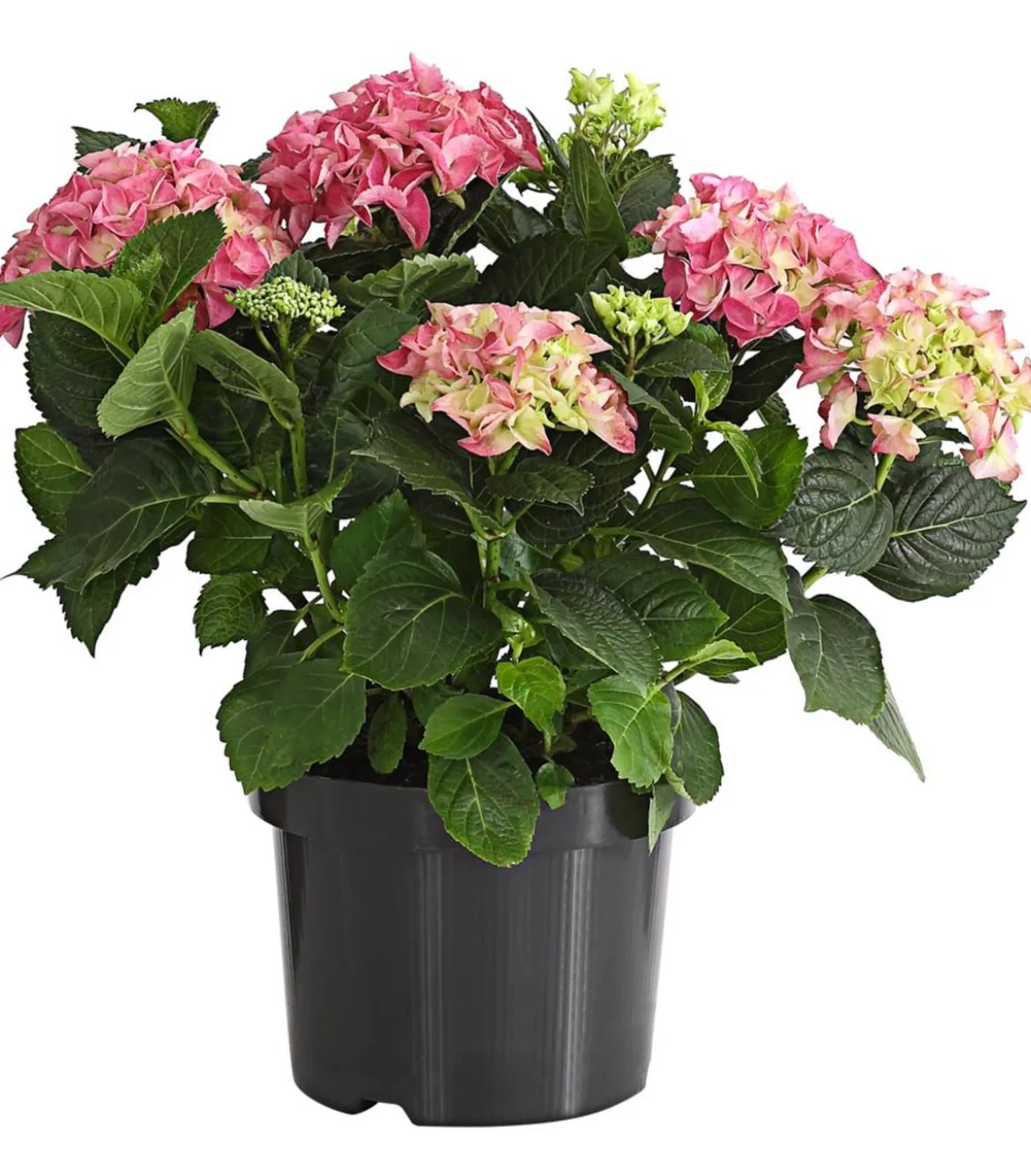 Bauern-Hortensie, ca. 30-40 cm