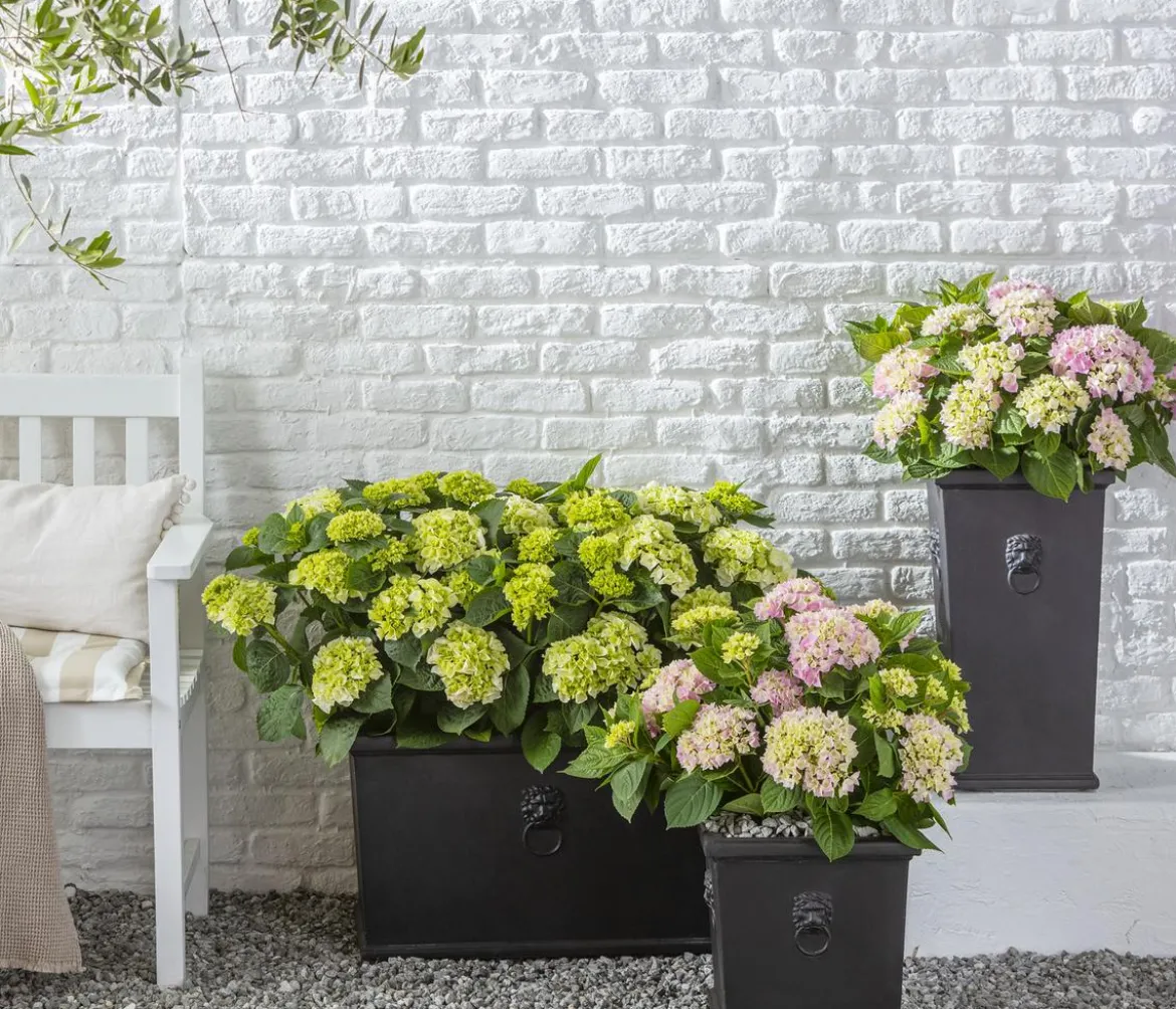 Bauern-Hortensie, ca. 30-40 cm