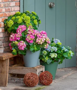 Bauern-Hortensie, ca. 30-40 cm