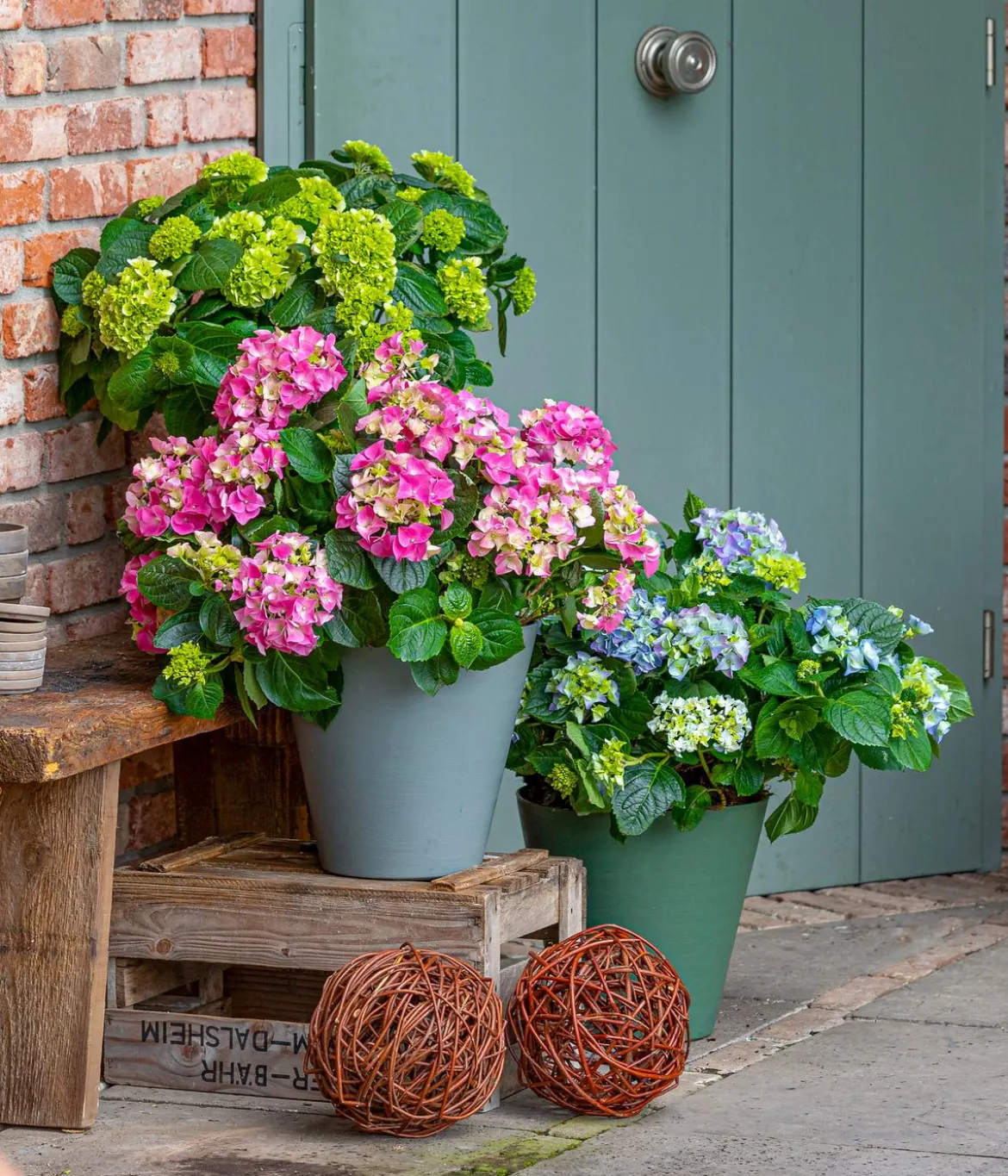 Bauern-Hortensie, ca. 30-40 cm