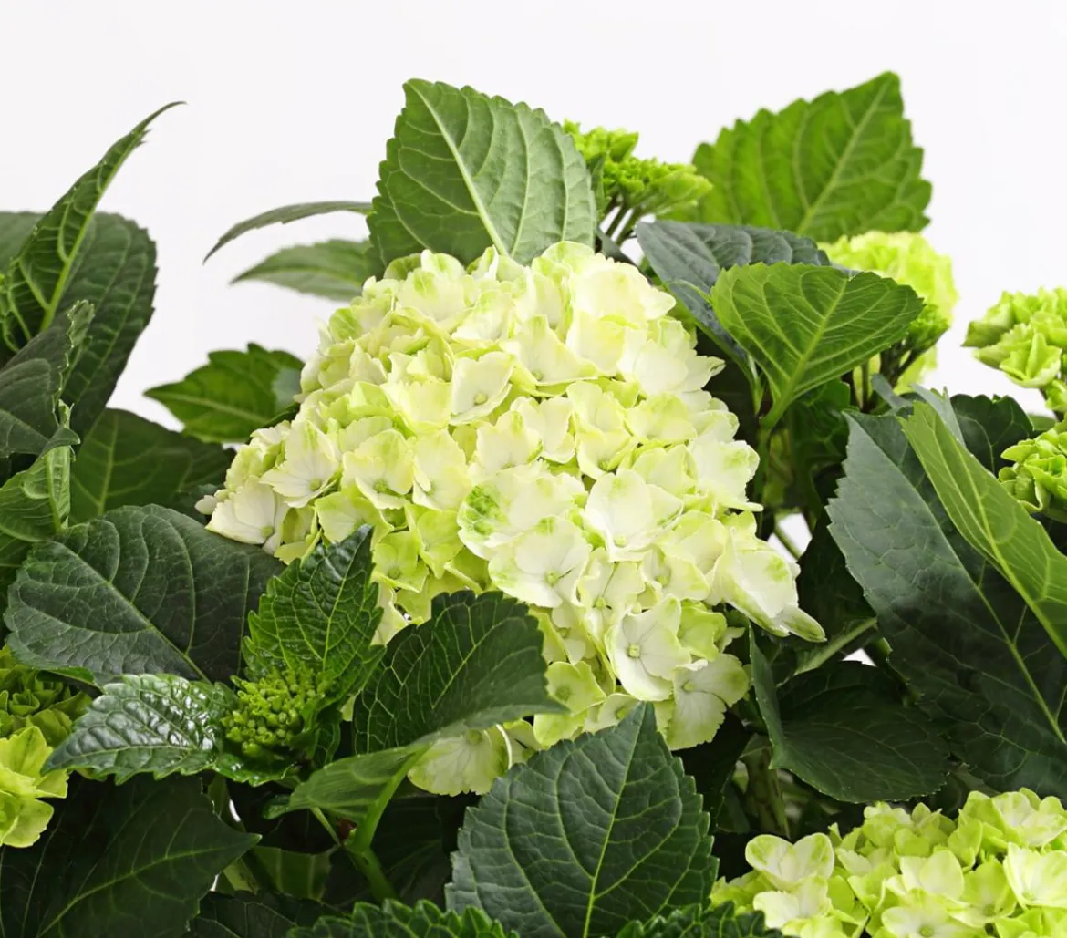 Bauern-Hortensie, ca. 30-40 cm