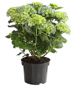 Bauern-Hortensie, ca. 30-40 cm