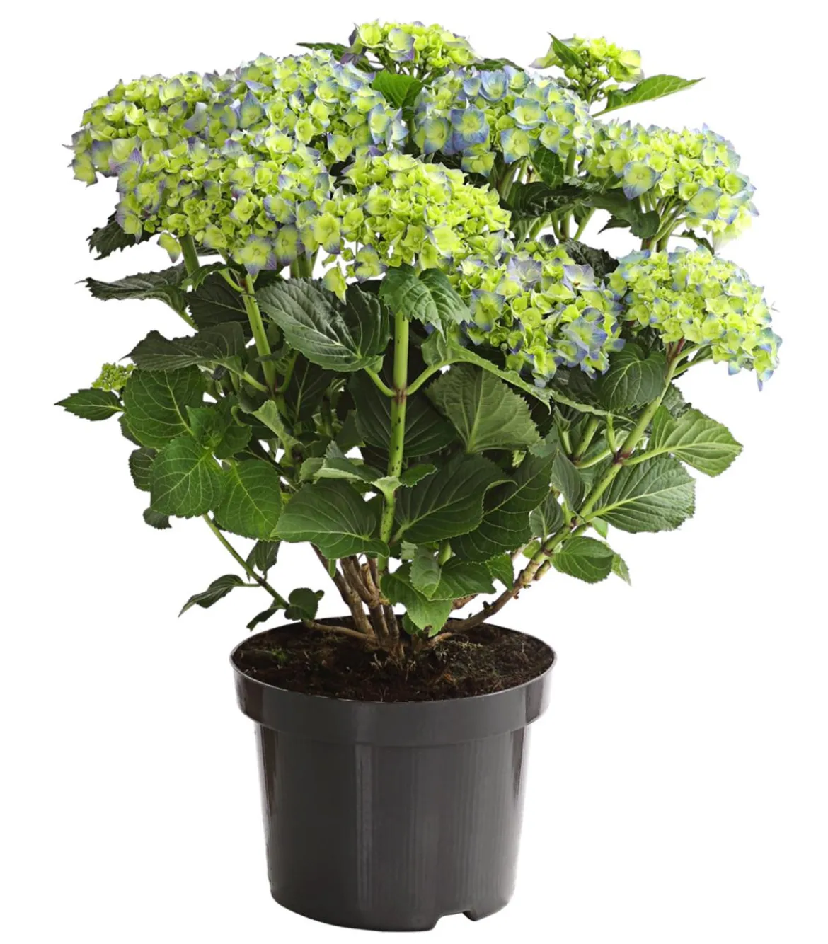Bauern-Hortensie, ca. 30-40 cm
