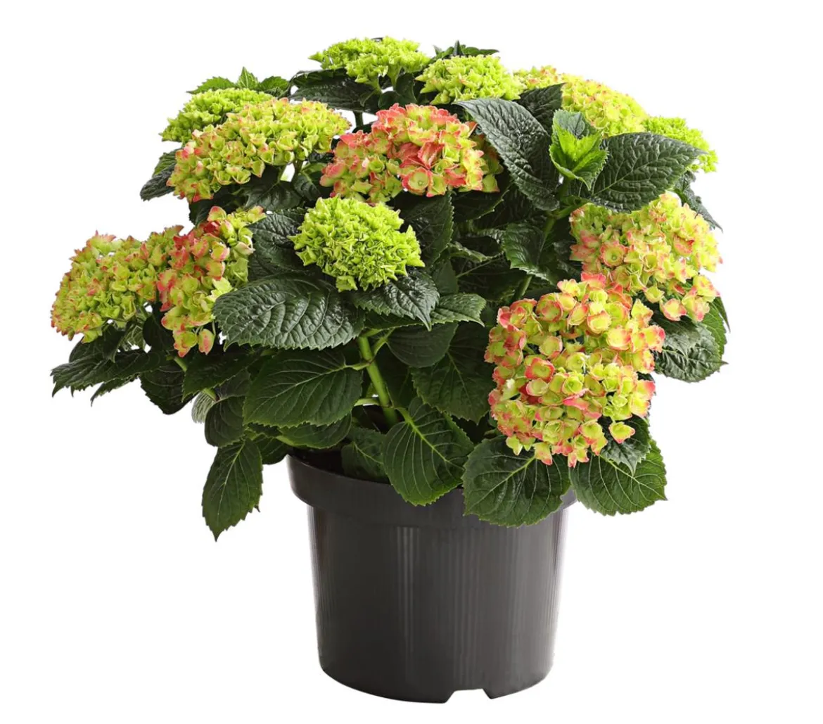 Bauern-Hortensie, ca. 30-40 cm