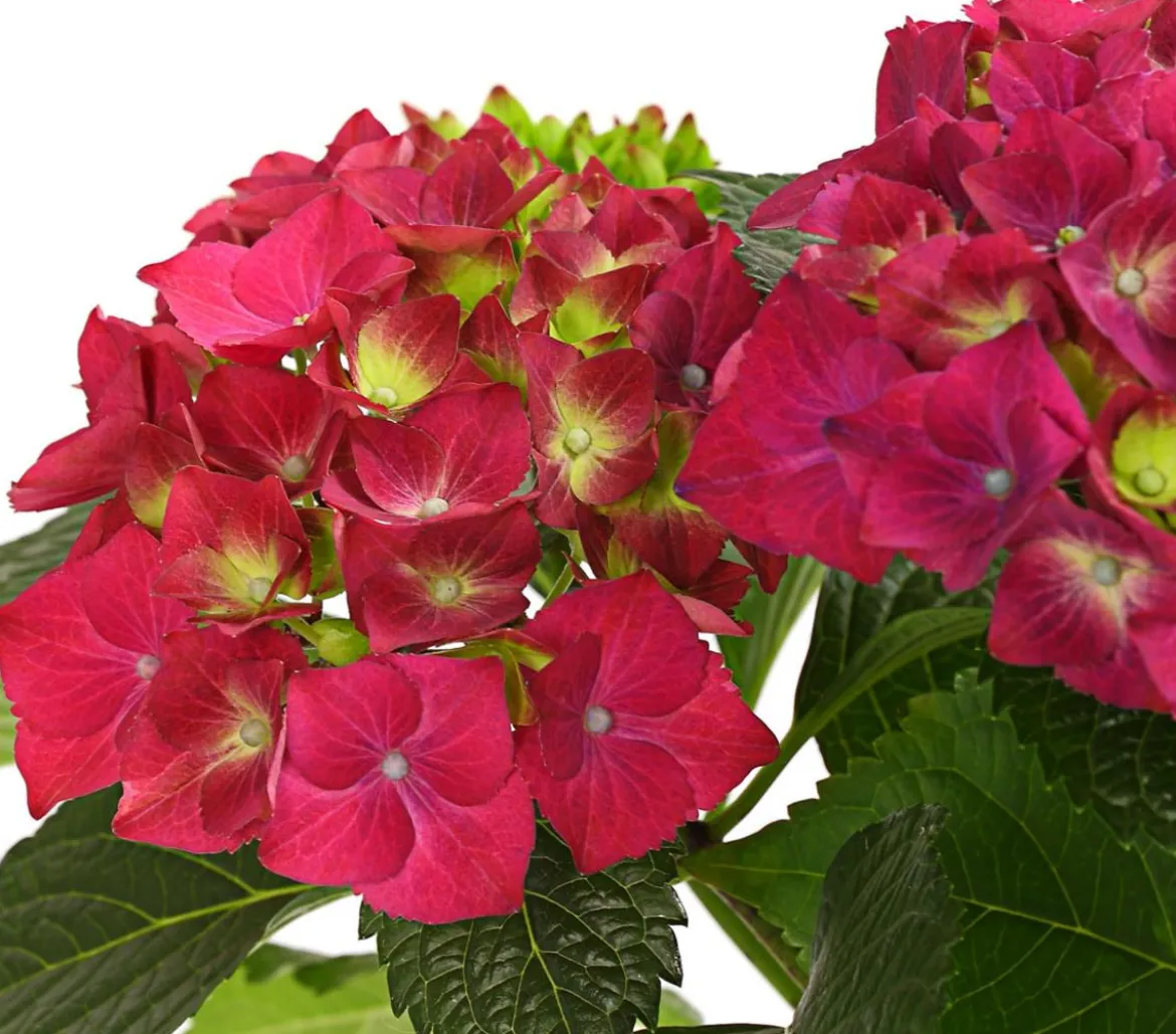 Bauern-Hortensie, ca. 30-40 cm