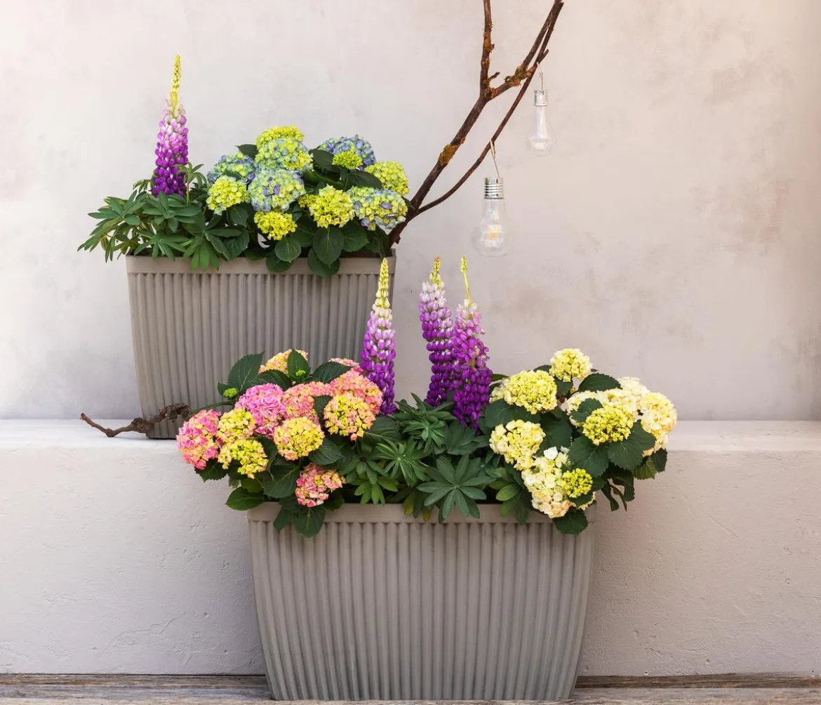 Bauern-Hortensie, ca. 30-40 cm