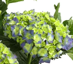 Bauern-Hortensie, ca. 30-40 cm