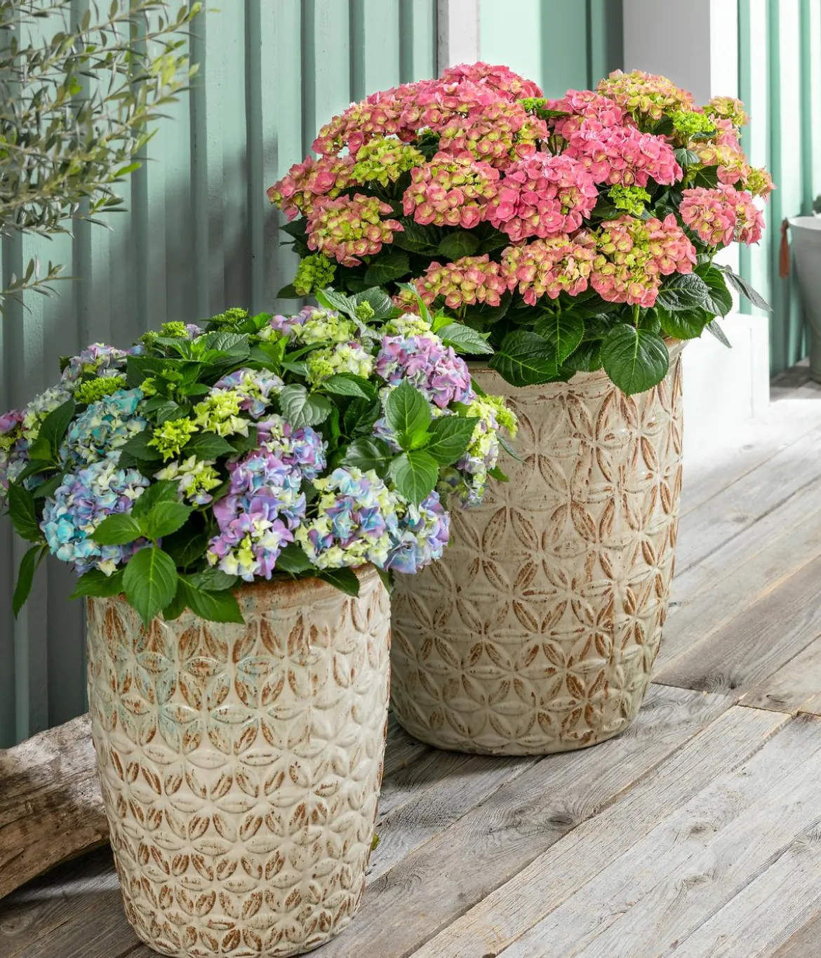 Bauern-Hortensie, ca. 30-40 cm
