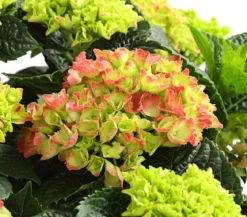 Bauern-Hortensie, ca. 30-40 cm