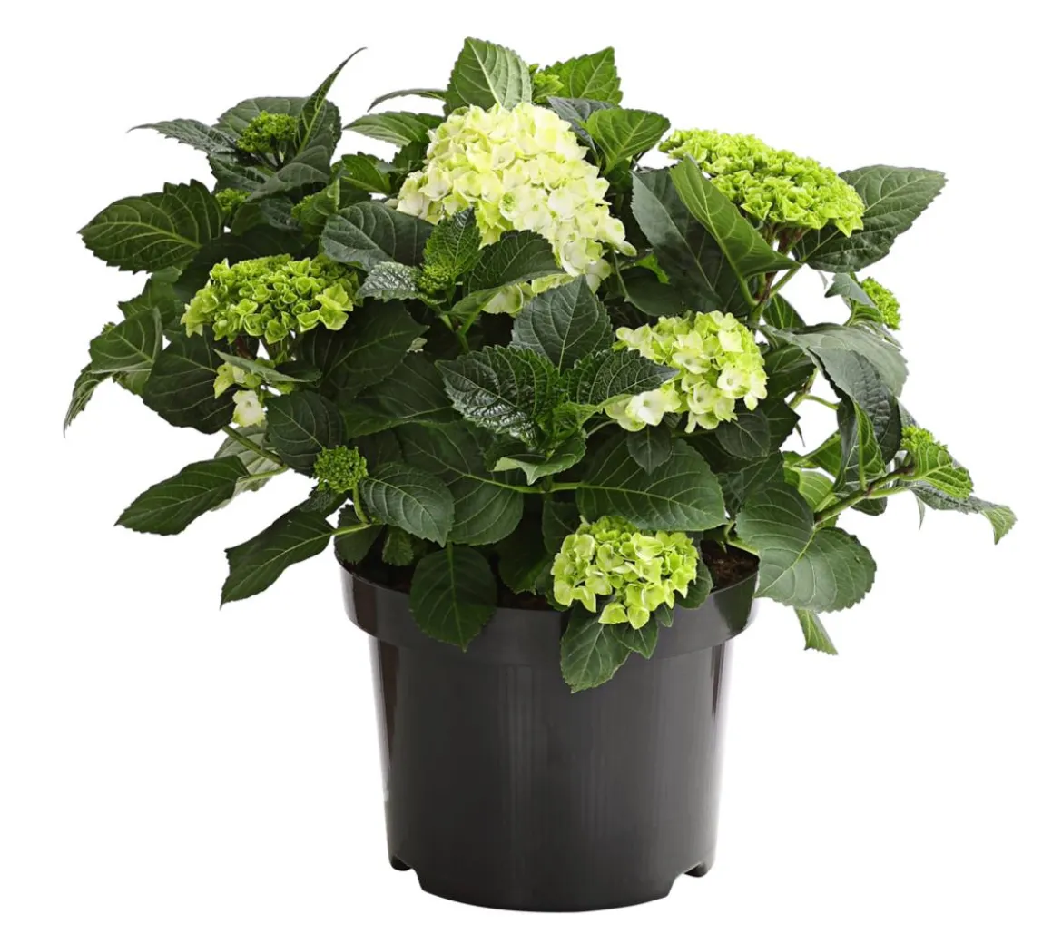 Bauern-Hortensie, ca. 30-40 cm