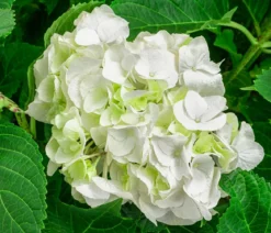 Bauern-Hortensie, ca. 45-55 cm