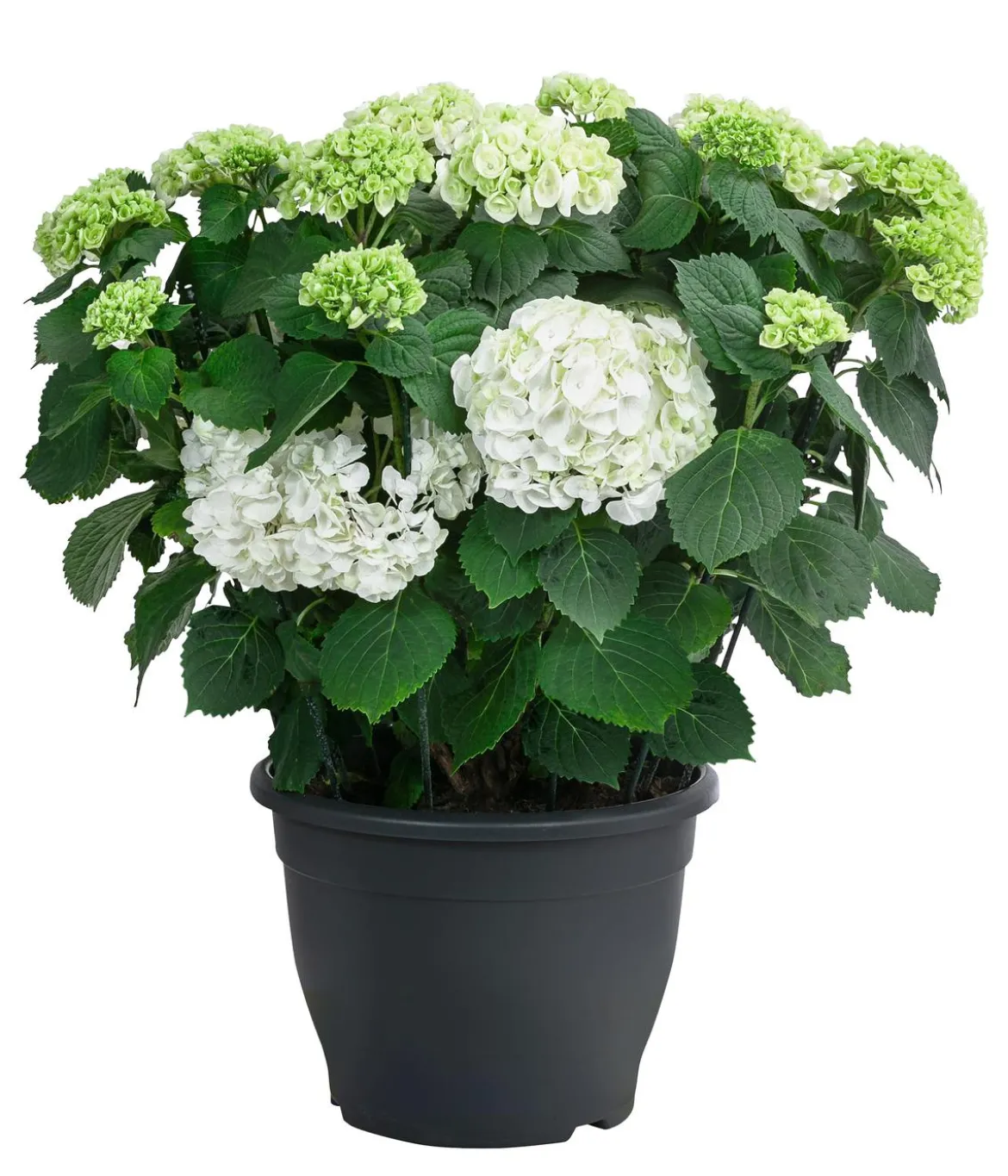 Bauern-Hortensie, ca. 50-60 cm