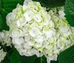 Bauern-Hortensie, ca. 50-60 cm