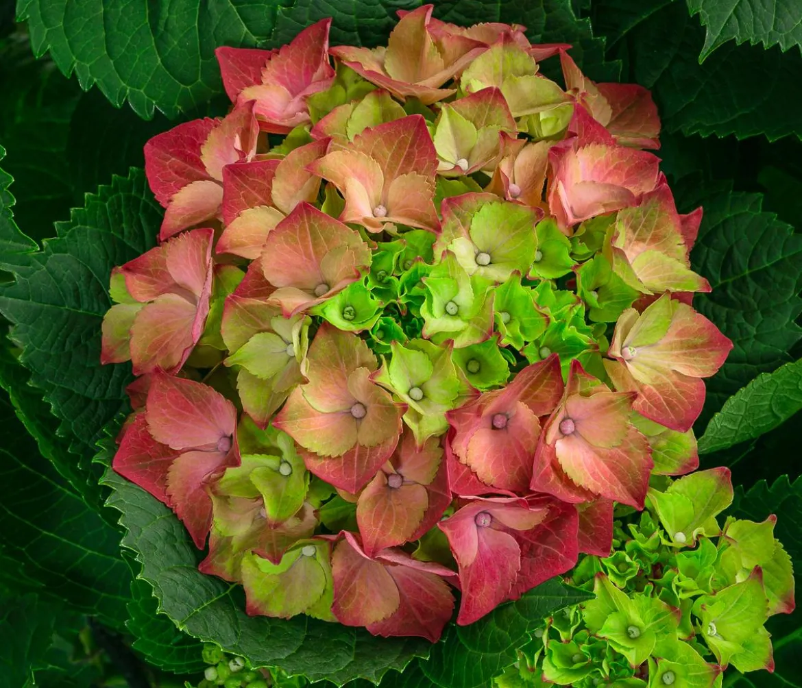 Bauern-Hortensie, ca. 50-60 cm