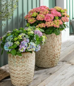 Bauern-Hortensie, ca. 50-60 cm