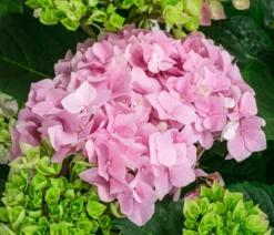 Bauern-Hortensie, ca. 50-60 cm