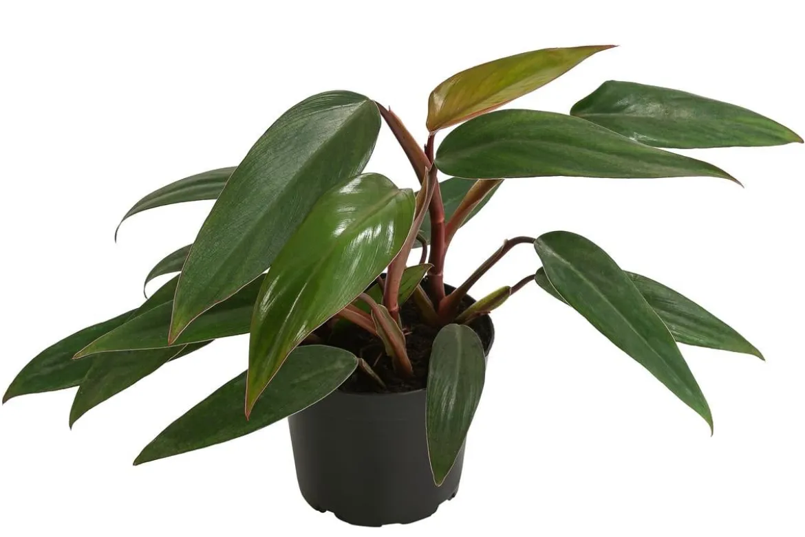 Baumfreund - Philodendron erubescens 'Ruby'