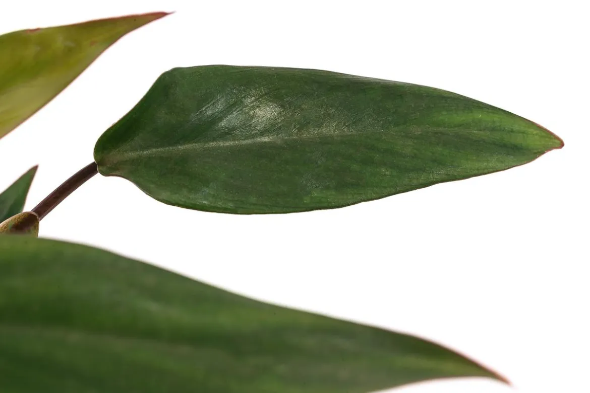 Baumfreund - Philodendron erubescens 'Ruby'