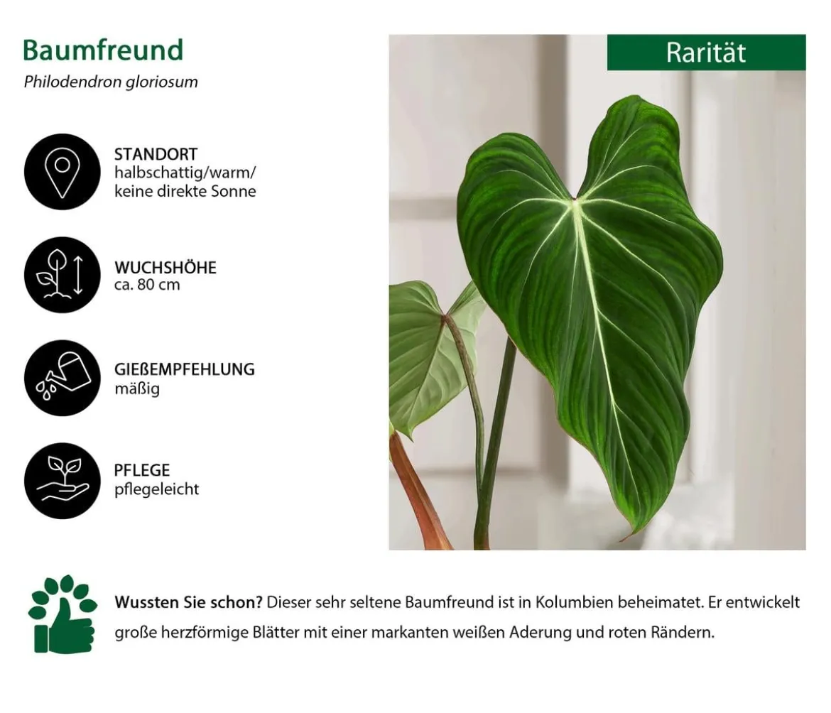 Baumfreund - Philodendron gloriosum
