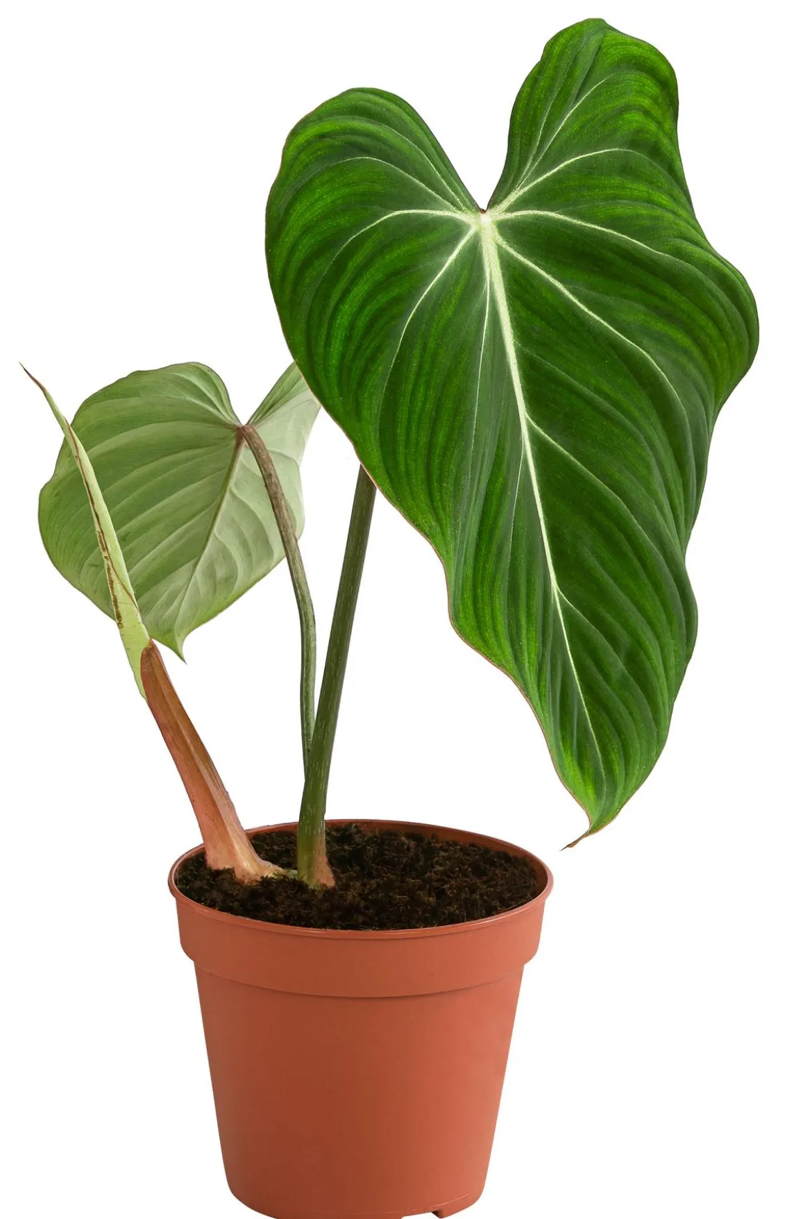 Baumfreund - Philodendron gloriosum