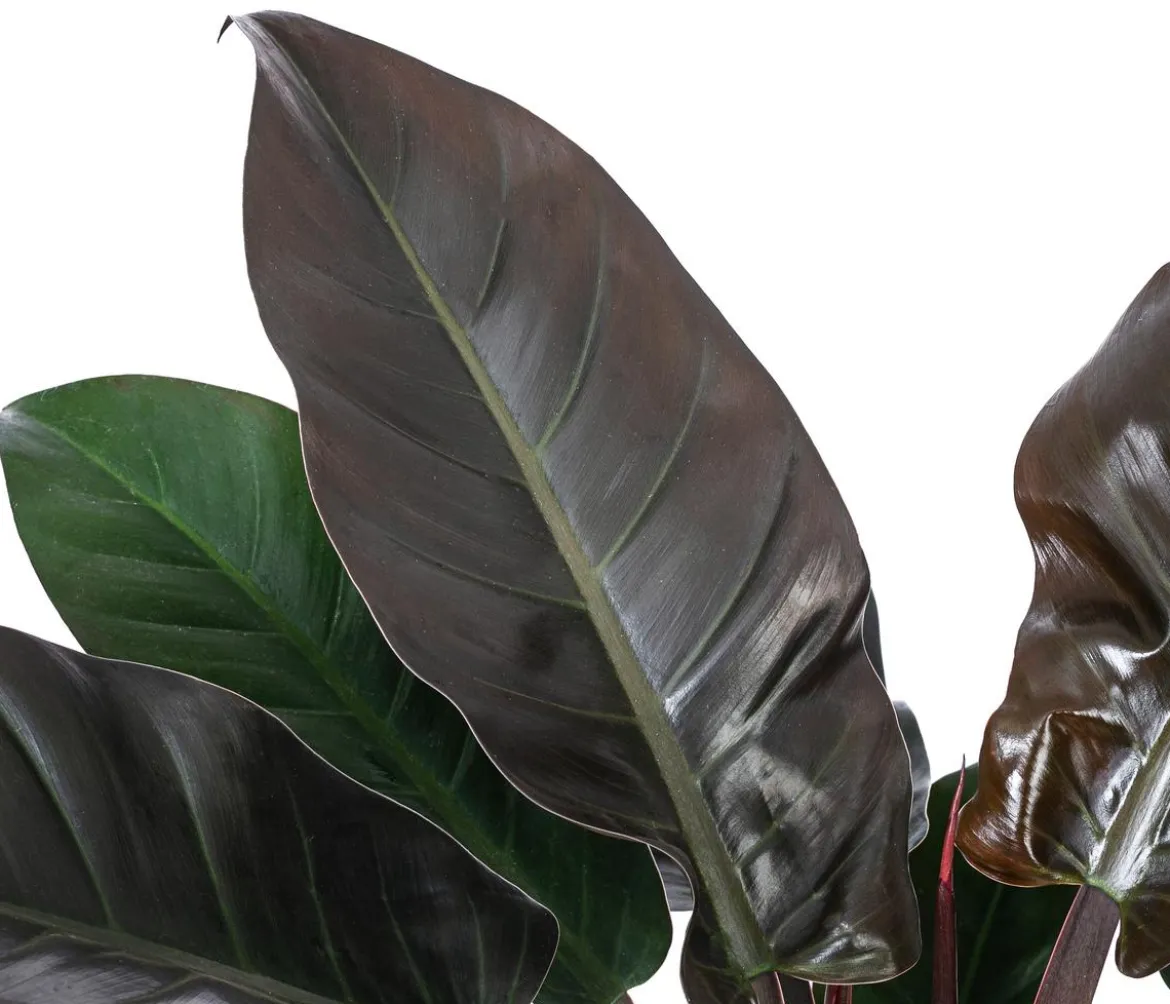 Baumfreund - Philodendron 'Imperial Red', Hydrokultur