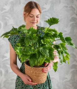 Baumfreund - Philodendron 'Little Hope'
