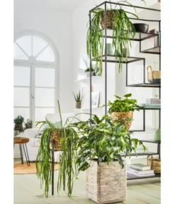 Baumfreund - Philodendron 'Little Hope'
