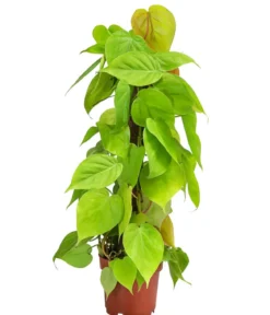 Baumfreund - Philodendron micans 'Lime' am Kratistestab